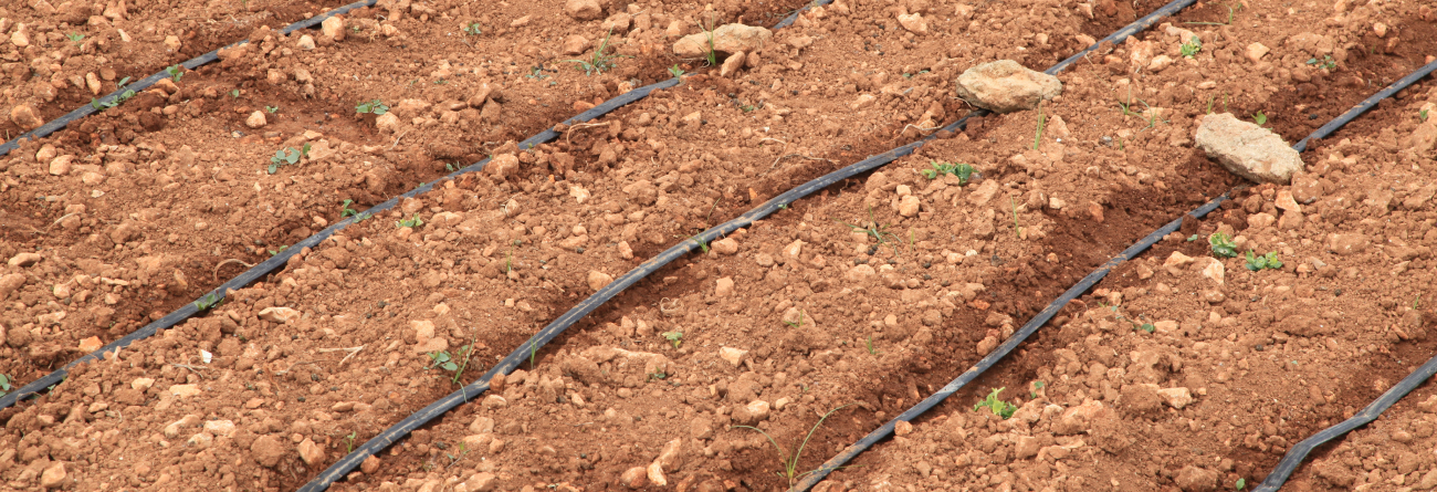Drip Irrigation Tapes Recycling: Reducing Plastic Waste in Agriculture